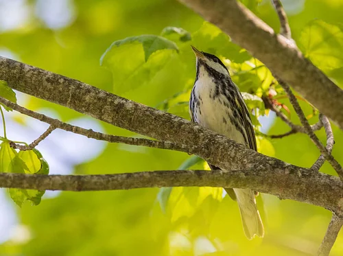 Birding on the Hill (Marshfield)