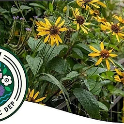 Rain Garden Stewardship Volunteer Days