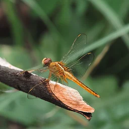 Oaks and Acorns: Bugs