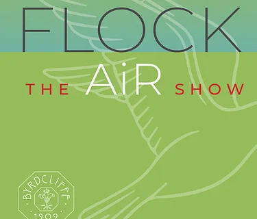 Last day for Flock: 2026 Artists-in-Residence Exhibition