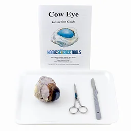Anatomy Lab 2: Cow Eye Dissection