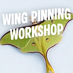 Wing Pinning Workshop