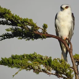 Wavecrest Raptor Walk-with San Mateo County Bird Alliance