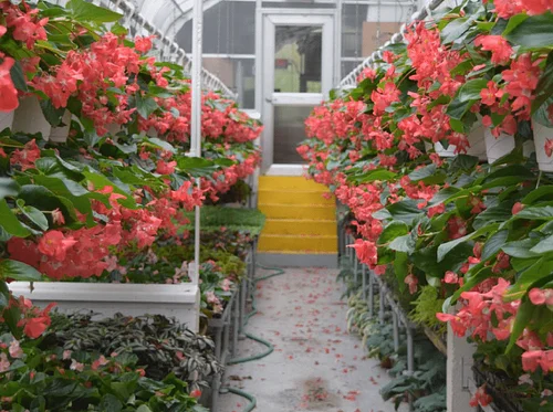 Arboretum Plant Sale