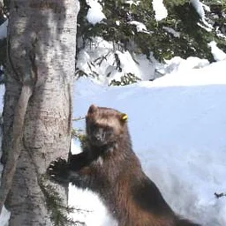First Tuesday: Thirty Years of Rare Carnivores with Scott Fitkin