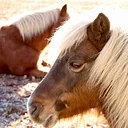 Donaldson Farms Farm Market logo