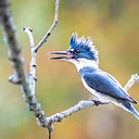 Guided Bird Walks 