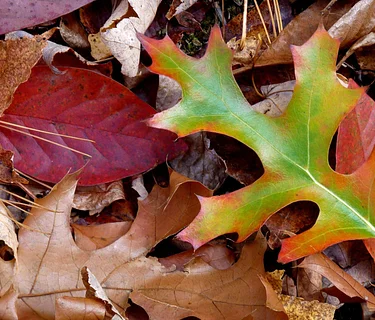 Kicking Leaves Hike at Dousman’s Mill
