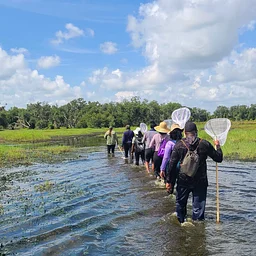 Walk in a Wetland