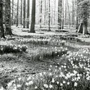 Garden & Estate Insider: Revolutionary Gardens