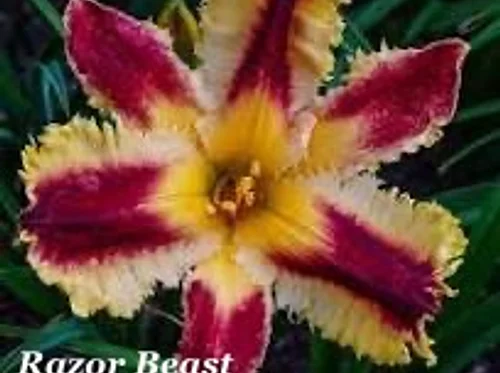 Free State Daylily Society Annual Bloom Show