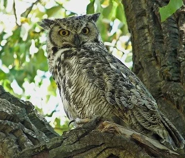 Preschool Nature Storytime