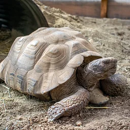 Bilingual Tortoise Talk