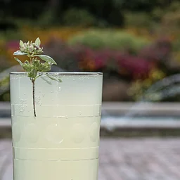 Sip and Stroll Trial Garden Highlights – Pycnanthemum (mountain-mint)