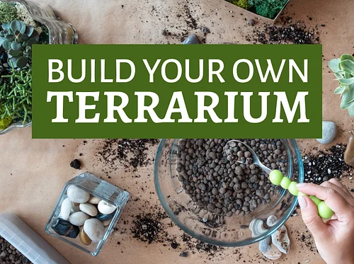 Build Your Own Terrarium