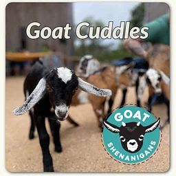 Mini Goat Snuggles & Brunch with Goat Shenanigans