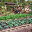 Garden Basics: Planting Out Cool Weather Crops