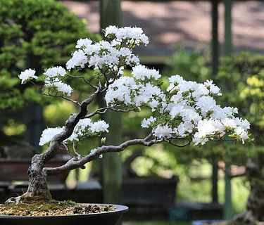 2026 The Art of Bonsai: July-Thursday