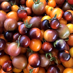 GRP Family Tomato U-Pick
