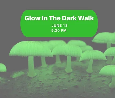 Glow In The Dark Walk