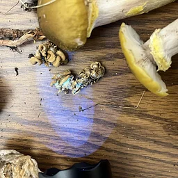 Homeschool Program: Nature Buddies Pre-Class, Fungus Fun! (11+)