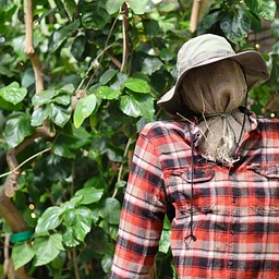 Scarecrow Trail