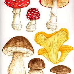 Fantastic Fungi with Melanie Lan