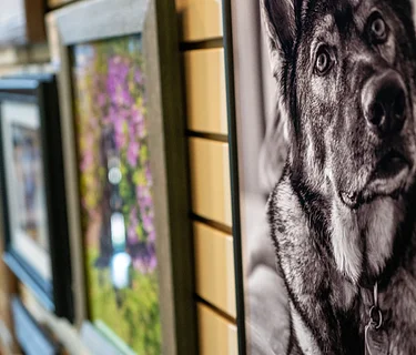 Pet Photography Competition & Exhibit