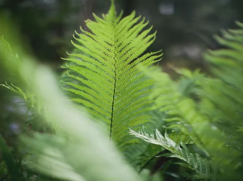 Annual Hardy Fern Sale