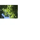 Trees Up Tompkins: Tree Planting Workshop