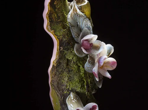 Drop-in Tour: Women’s History Month