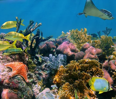 Camp Curiosity: Reef to Deep