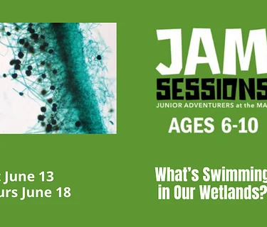 JAM Sessions: What’s Swimming in Our Wetlands?
