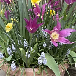 Container Gardening with Bulbs