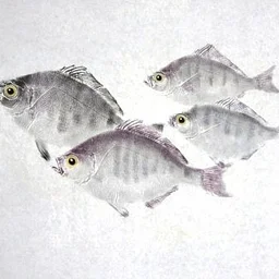 Heads, Tails and Scales: Japanese Fish Prints