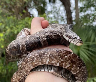 Secret Lives of Snakes