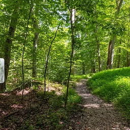 Mushroom Forays: Guided Mushroom Hike