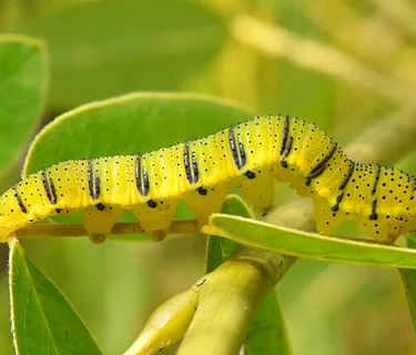 July Weekday Butterfly Walk