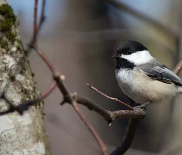 Nature Walk: Birds | Registration Required