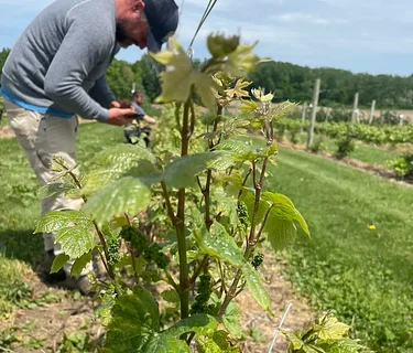 Vineyard Planting Experience