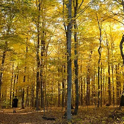 Fall Forest Bathing: shinrin-yoku