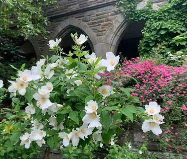 Virtual Lunchtime Tour: Early Summer-Blooming Perennials
