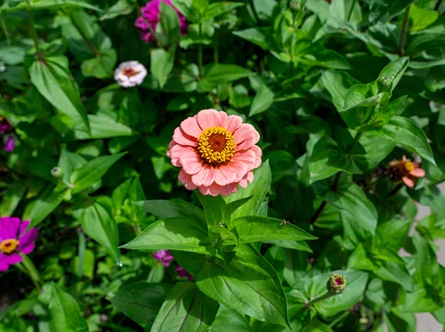 Date Nights in the Garden: BYOV