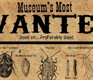Museum’s Most Wanted: Identifying and Dealing with Museum Pests
