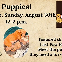 Meet the Puppies!