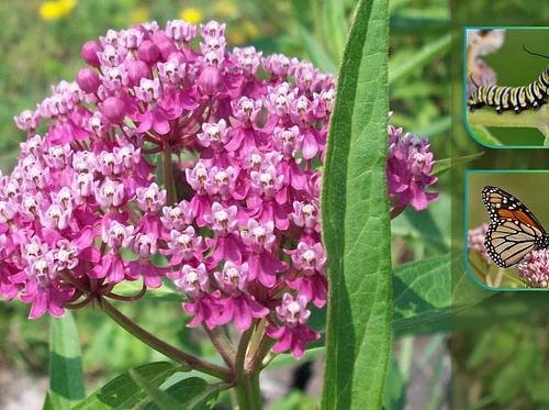 Wild Visitors of the Milkweed Meadow