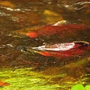 Salmon Fest