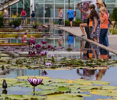 Water Garden Wonders