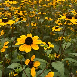 Virtual Lunchtime Tour: Deer-Resistant Plants