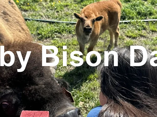 Diamond P Bison Baby Days